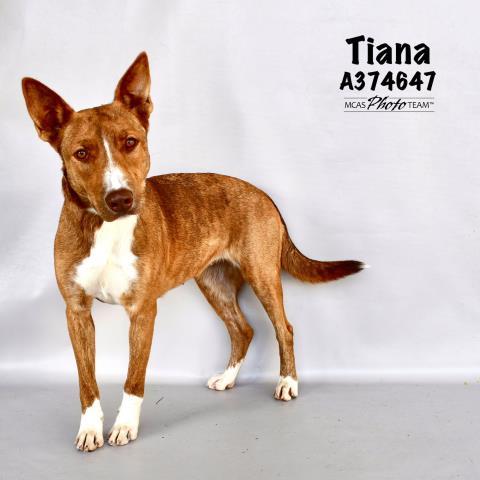 TIANA, an adoptable Pit Bull Terrier Mix in Conroe, TX_image-1