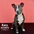 KACY's profile on Petfinder.com