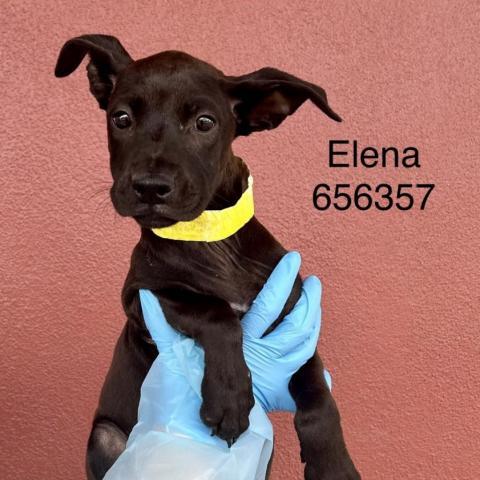 Elena, an adoptable Boxer Mix in San Antonio, TX_image-2