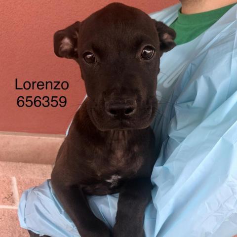 Lorenzo, an adoptable Boxer Mix in San Antonio, TX_image-1