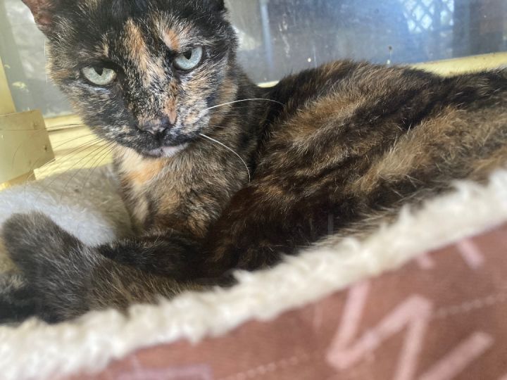 Tortie, an adoptable Tortoiseshell in Conway, SC_image-1