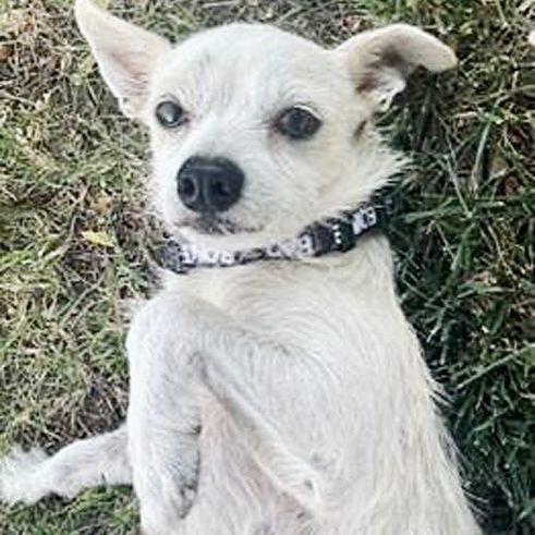 Milo, an adopted Terrier & Chihuahua Mix in Oklahoma City, OK_image-6
