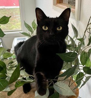Petco