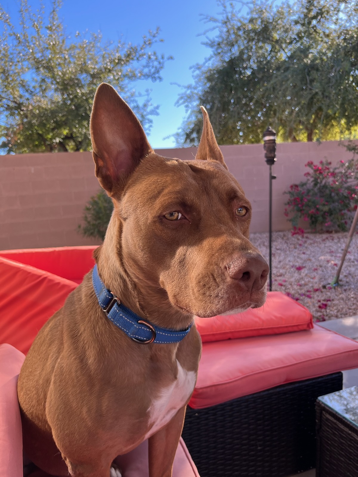 Molly, an adoptable Pit Bull Terrier, Pharaoh Hound in Mesa, AZ, 85205 | Photo Image 1