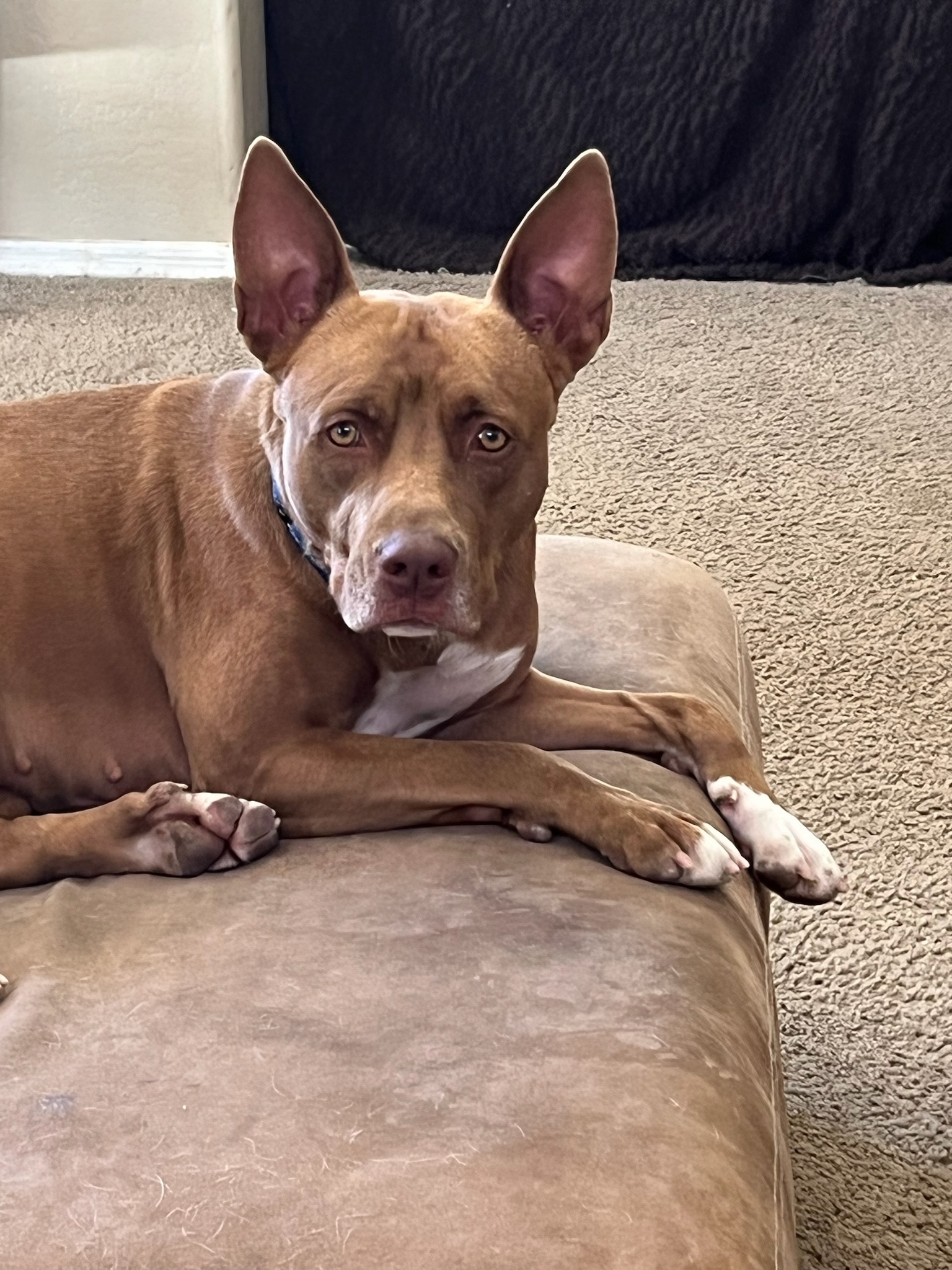 Molly, an adoptable Pit Bull Terrier, Pharaoh Hound in Mesa, AZ, 85205 | Photo Image 2