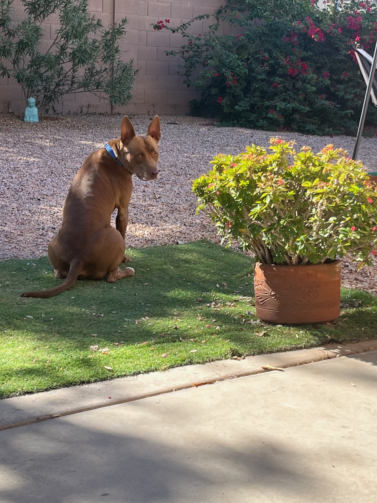 Molly, an adoptable Pit Bull Terrier, Pharaoh Hound in Mesa, AZ, 85205 | Photo Image 3