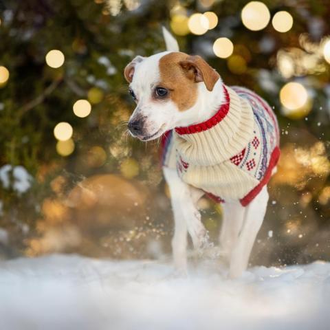 Noodle, an adoptable Jack Russell Terrier in Morrison, CO, 80465 | Photo Image 1