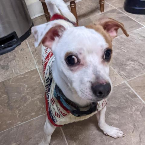 Noodle, an adoptable Jack Russell Terrier in Morrison, CO, 80465 | Photo Image 2