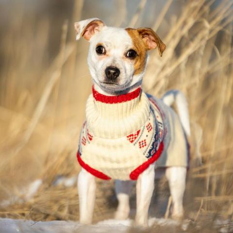 Noodle, an adoptable Jack Russell Terrier in Morrison, CO, 80465 | Photo Image 3