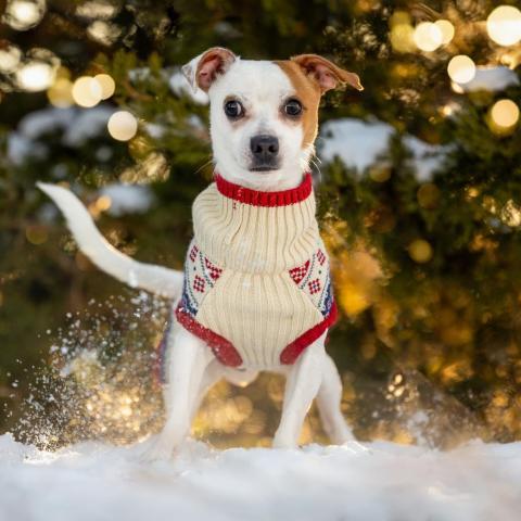 Noodle, an adoptable Jack Russell Terrier in Morrison, CO, 80465 | Photo Image 4