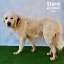 STORM's profile on Petfinder.com