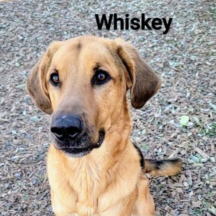 Whiskey, an adoptable German Shepherd Dog & Hound Mix in Madras, OR_image-1