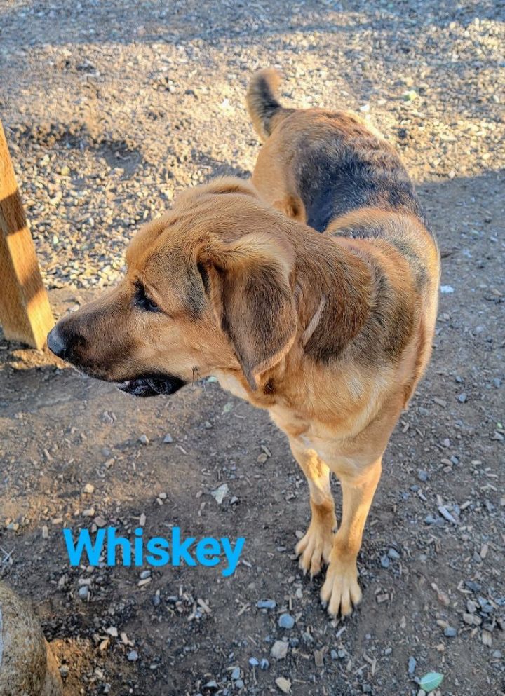 Whiskey, an adoptable German Shepherd Dog & Hound Mix in Madras, OR_image-4