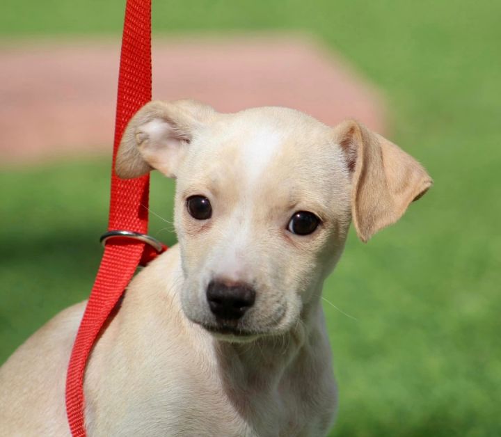 Steeler, an adopted Terrier Mix in San Antonio, TX_image-1