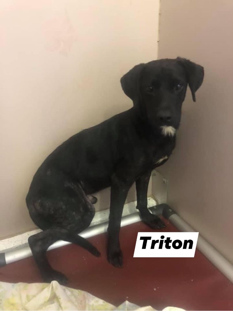 Triton, an adoptable Retriever in Eureka, MO, 63025 | Photo Image 1