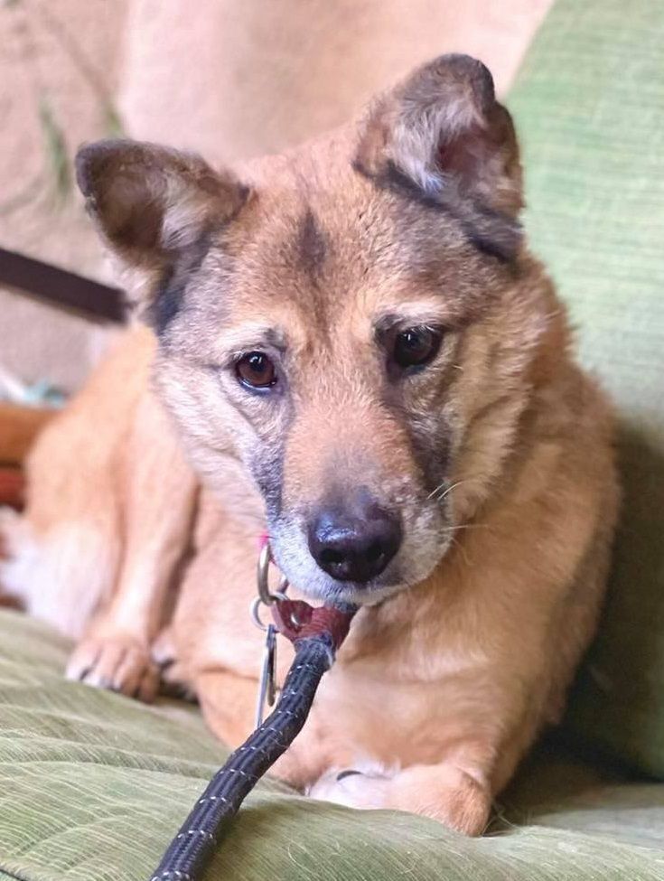 Misha, an adoptable Shiba Inu in Eureka, MO, 63025 | Photo Image 1