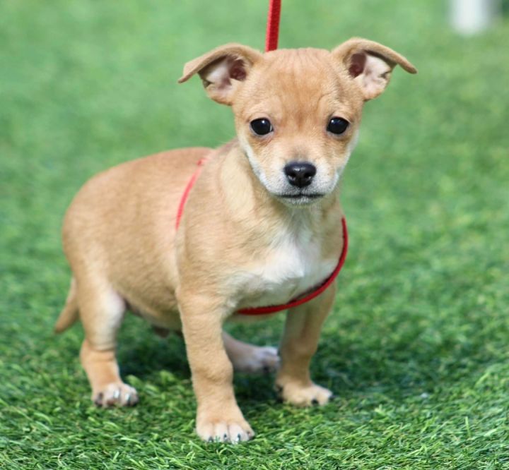 Titan, an adopted Chihuahua & Terrier Mix in San Antonio, TX_image-1