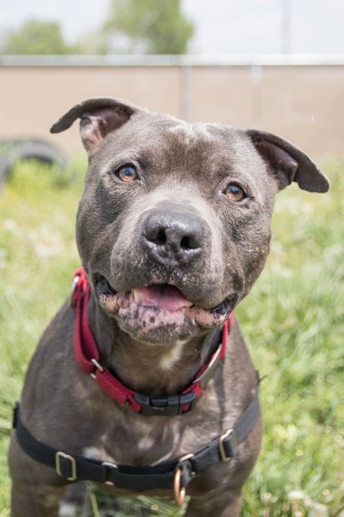 Kuron, an adoptable American Staffordshire Terrier in Lansing, KS, 66043 | Photo Image 1