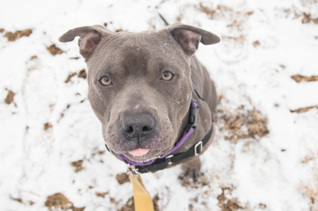 Kuron, an adoptable American Staffordshire Terrier in Lansing, KS, 66043 | Photo Image 2