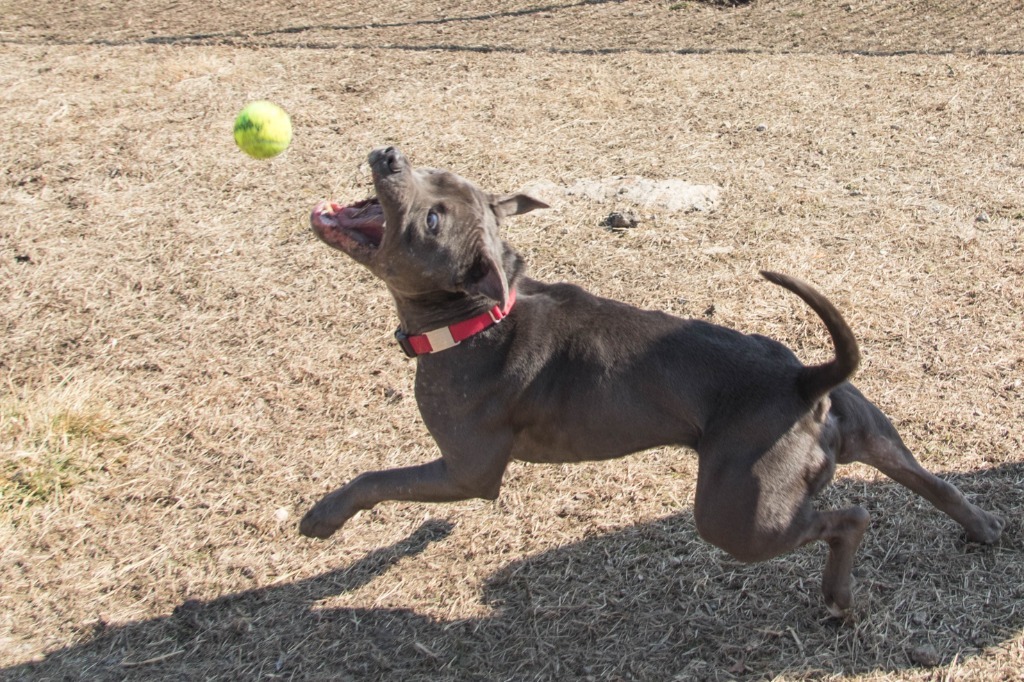 Kuron, an adoptable American Staffordshire Terrier in Lansing, KS, 66043 | Photo Image 3