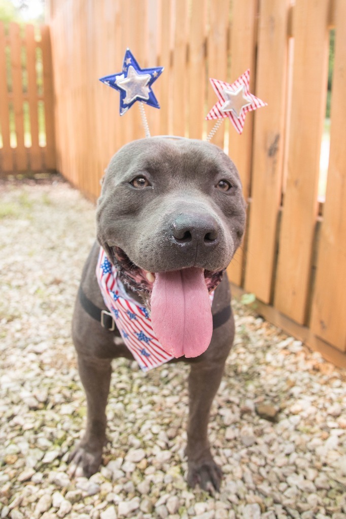 Kuron, an adoptable American Staffordshire Terrier in Lansing, KS, 66043 | Photo Image 4