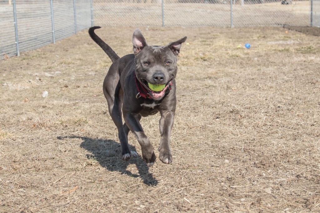 Kuron, an adoptable American Staffordshire Terrier in Lansing, KS, 66043 | Photo Image 5