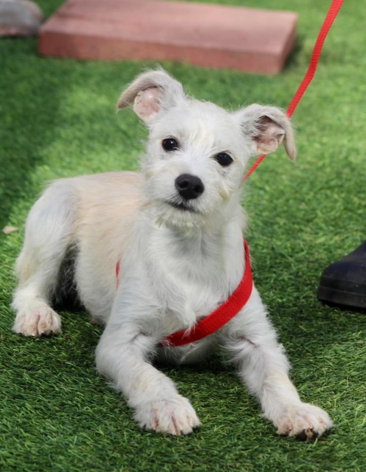 Hardy, an adopted Schnauzer & Terrier Mix in San Antonio, TX_image-1