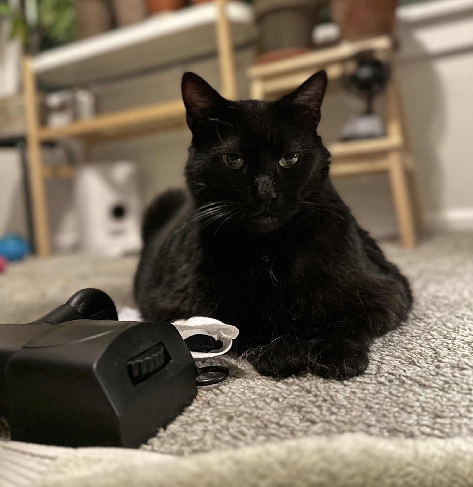 Shadow, an adoptable Domestic Short Hair in Kansas City, MO, 64114 | Photo Image 1