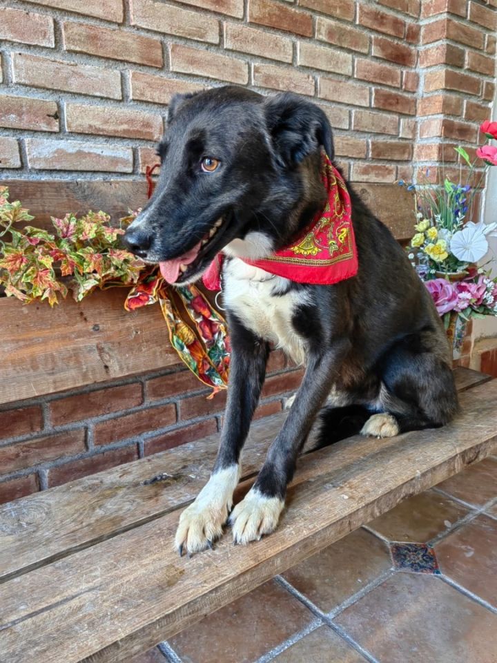 se puede afeitar una mezcla de labrador border collie