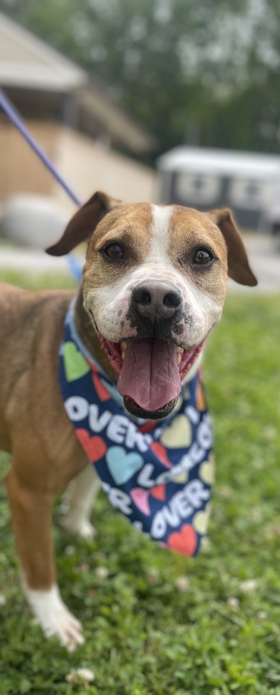 Sawyer, an adoptable Boxer, American Bulldog in Dickson, TN, 37055 | Photo Image 1