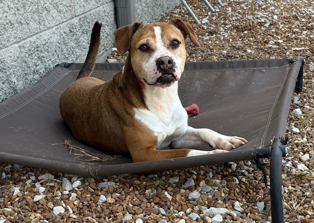 Sawyer, an adoptable Boxer, American Bulldog in Dickson, TN, 37055 | Photo Image 1