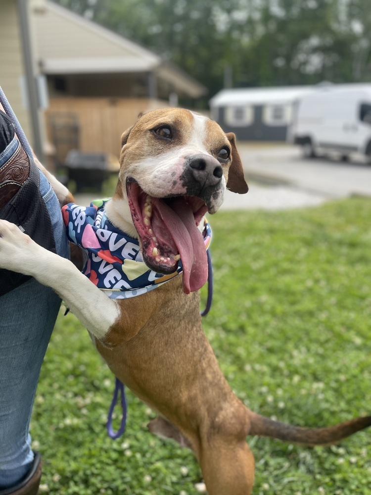 Sawyer, an adoptable Boxer, American Bulldog in Dickson, TN, 37055 | Photo Image 2