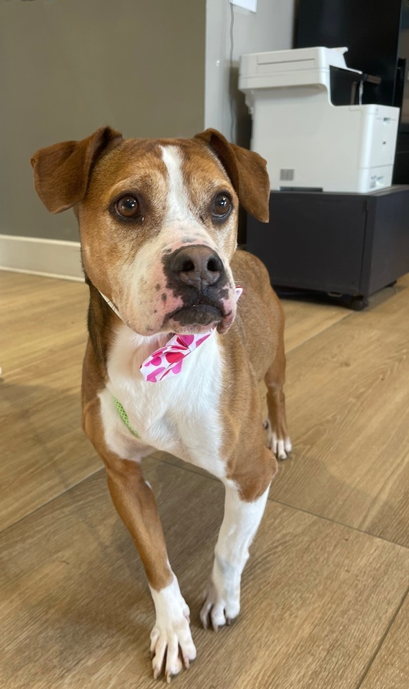 Sawyer, an adoptable Boxer, American Bulldog in Dickson, TN, 37055 | Photo Image 2