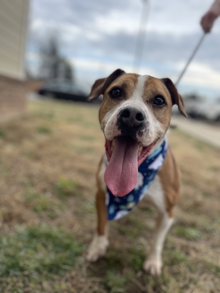 Sawyer, an adoptable Boxer, American Bulldog in Dickson, TN, 37055 | Photo Image 3