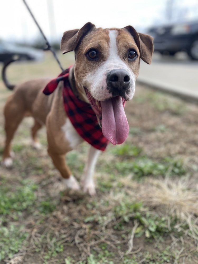 Sawyer, an adoptable Boxer, American Bulldog in Dickson, TN, 37055 | Photo Image 4