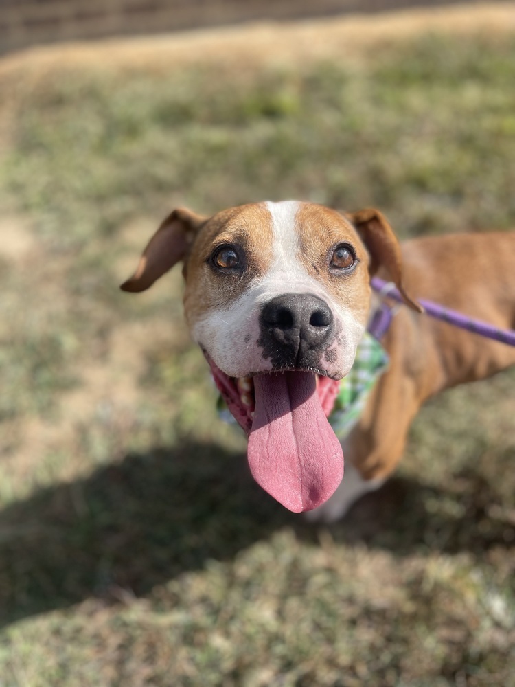 Sawyer, an adoptable Boxer, American Bulldog in Dickson, TN, 37055 | Photo Image 4