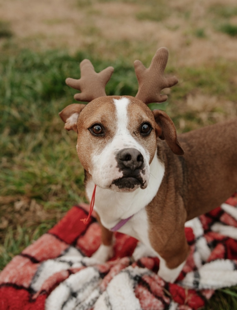 Sawyer, an adoptable Boxer, American Bulldog in Dickson, TN, 37055 | Photo Image 5