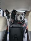 BamBam & Nacho (Bonded pair)