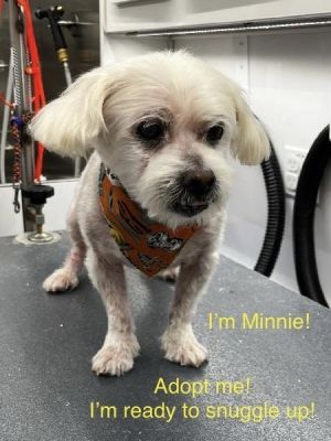 Hi Im Minnie Im a healthy9 lb 8-10 year old spayed female poodleMaltese mi