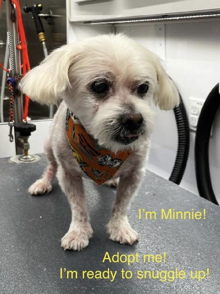 Minnie (Bonded pair with Blizzard), an adoptable Maltese, Poodle in Los Angeles, CA, 90069 | Photo Image 1