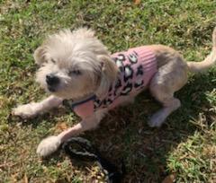 Minnie (Bonded pair with Blizzard), an adoptable Maltese, Poodle in Los Angeles, CA, 90069 | Photo Image 2