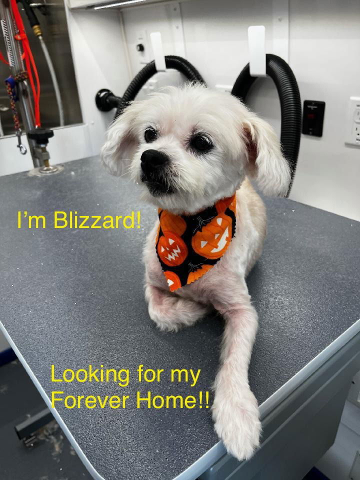 Blizzard (Bonded pair with Minnie), an adoptable Maltese, Poodle in Los Angeles, CA, 90069 | Photo Image 1