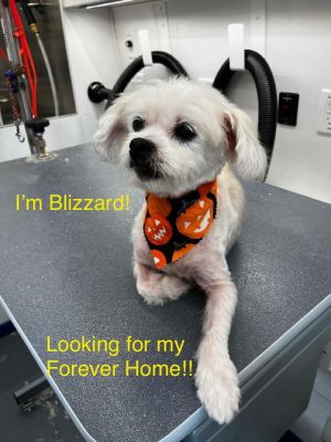 Blizzard (Bonded pair with Minnie) Maltese Dog