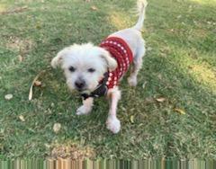 Blizzard (Bonded pair with Minnie), an adoptable Maltese, Poodle in Los Angeles, CA, 90069 | Photo Image 2