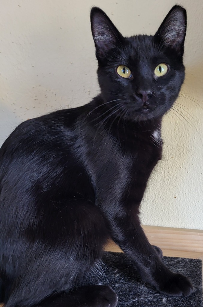 Stockton, an adoptable Domestic Medium Hair in Salt Lake City, UT, 84117 | Photo Image 1