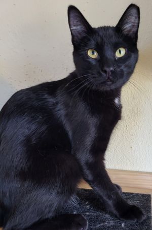 Stockton, Adult Male Domestic Medium Hair