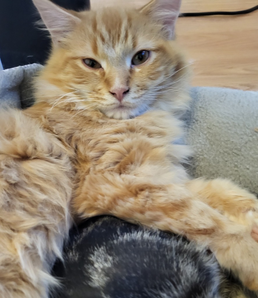 Julio, an adoptable Domestic Medium Hair in Salt Lake City, UT, 84117 | Photo Image 1