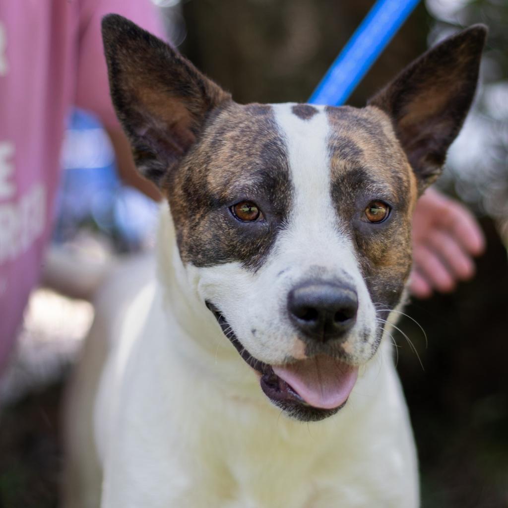 Ally, an adoptable Labrador Retriever, Pit Bull Terrier in QUINCY, FL, 32351 | Photo Image 1