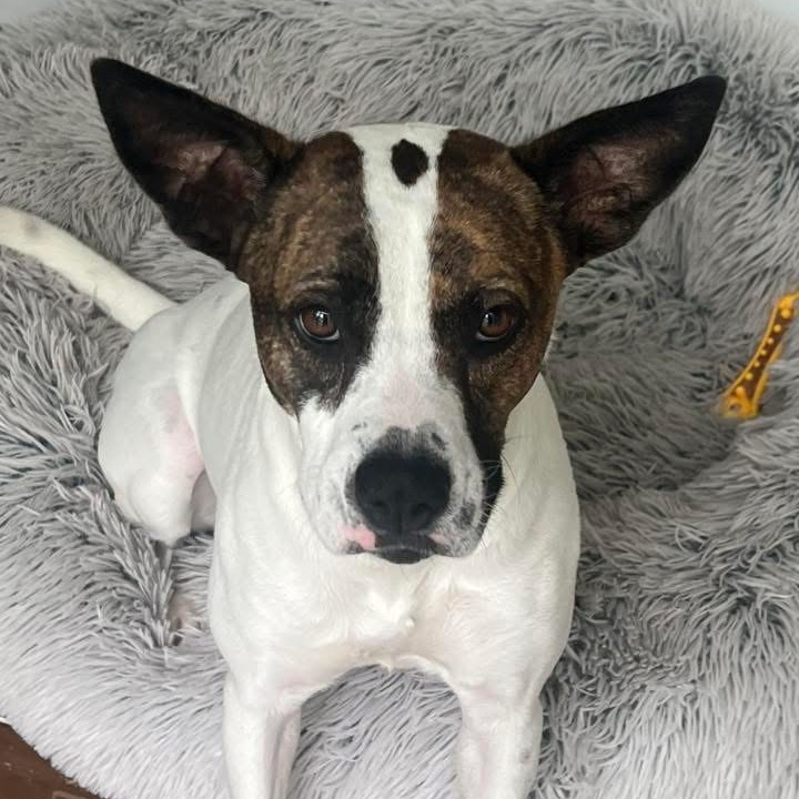 Ally, an adoptable Labrador Retriever, Pit Bull Terrier in QUINCY, FL, 32351 | Photo Image 1