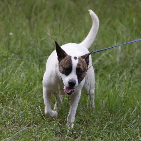 Ally, an adoptable Labrador Retriever, Pit Bull Terrier in QUINCY, FL, 32351 | Photo Image 2